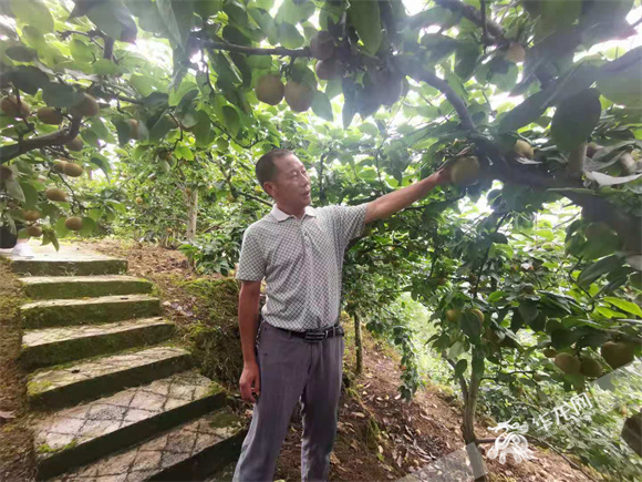 白水社區(qū)支部書記葉云介紹豐水梨。華龍網(wǎng)—新重慶客戶端 冉長(zhǎng)軍 攝